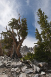 Bristlecones at Wheeler Pk