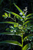 Foliage Snake Cr Great Basin