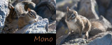 Mono Phonic