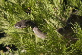 Rat L Serpent 26 Aug 2nd 2010 Release Party