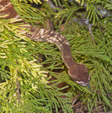 2nd Rat L Release Snakey Lick