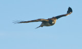 Red Tail Honing In