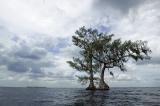 Two Cypress w Clouds - Lake Istokpoga