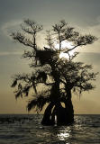 Osprey in cypress nest silhouette - Lake Istokpoga