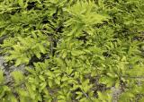 Spring Green Cypress