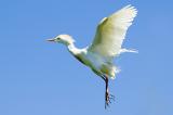 Cattle Egret in Flight w/Breeding Plumage - Medard Park