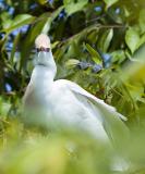 Cattle Egret Staredown - Medard Park