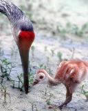 Sandhill Parent and chick