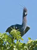 Little Blue Heron breeding plumage