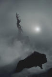 Buffalo and Snag with fog and sun