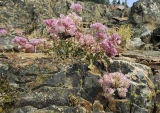 PussyPaws near the Emerald Pool
