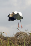 WoodStork TakeOff Medard Park Feb 08