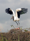 WoodStork about to TakeOff Medard Park Feb 08