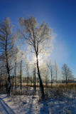 Backlight