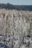 Glittering Frost