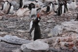 port lockroy