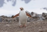 gonzales videlia leucistic penguin