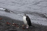 aitcho island chinstrap penguin