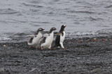 aitcho island