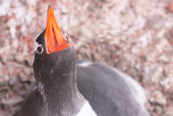 port lockroy