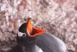 port lockroy