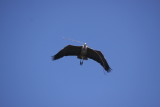 heron with branch