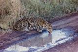 leopard drinking serengeti