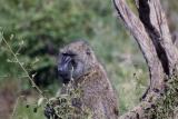 baboon serengeti