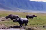 rhino ngorongoro crater