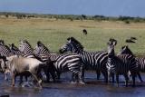 zerbras lake manyara