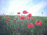 Poppy Field