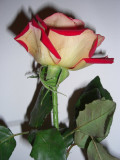 CIMG0349w