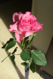 CIMG0683w
