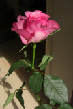 A Single Rose