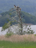 Cormorant