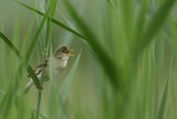 European Reed Warbler