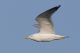 Yellow-legged gull