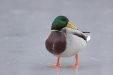 Mallard, male