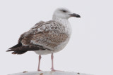 Caspian gull, first winter