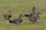 Gadwall, males and females