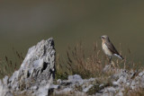 Northern Wheatear