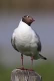 Black-headed gull