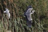 Black-headed gull