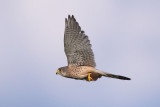 Common Kestrel, male, with mouse