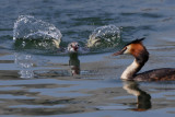 Great Crested Grebe