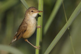 European Reed Warbler