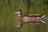 Mallard, male (eclipse plumage)
