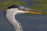 Grey heron, immature