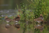 Common Snipe