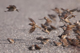 Tree Sparrow